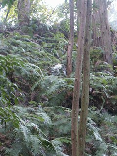 html/s-pict7625.html